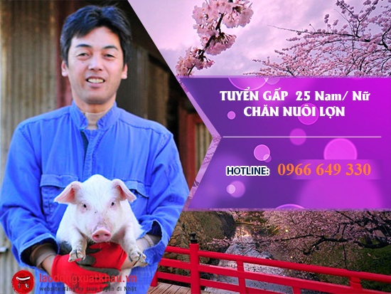 Đơn hàng chăn nuôi lợn tại Nhật tuyển gấp 25 Nam/ nữ lương cao, xuất cảnh tháng 08/2023