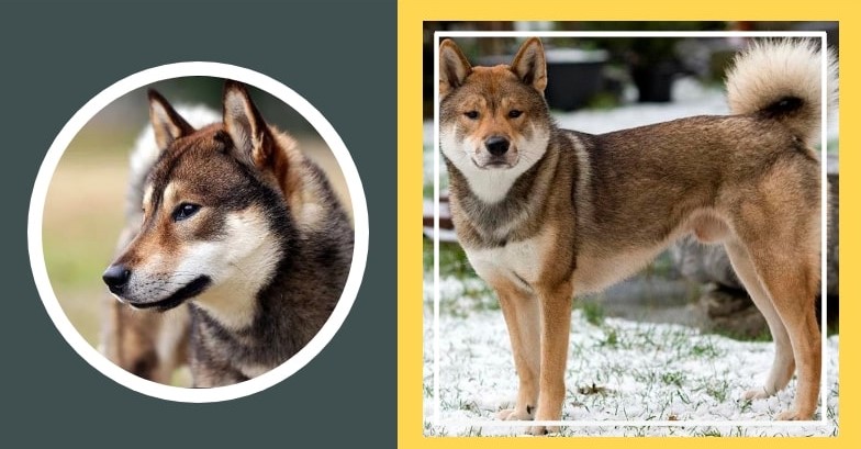 Top 8 loài chó Nhật vừa đẹp lại thông minh nhất QUẢ ĐẤT