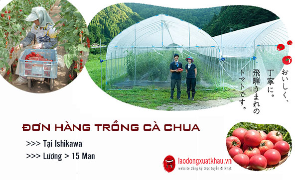 Thông báo đơn hàng trồng cà chua LƯƠNG CAO tại Ishikawa THÁNG 08/2023
