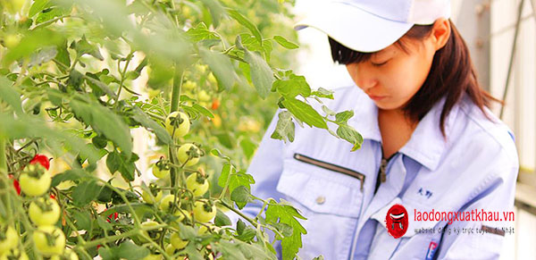 Thông báo đơn hàng trồng cà chua LƯƠNG CAO tại Ishikawa THÁNG 08/2023