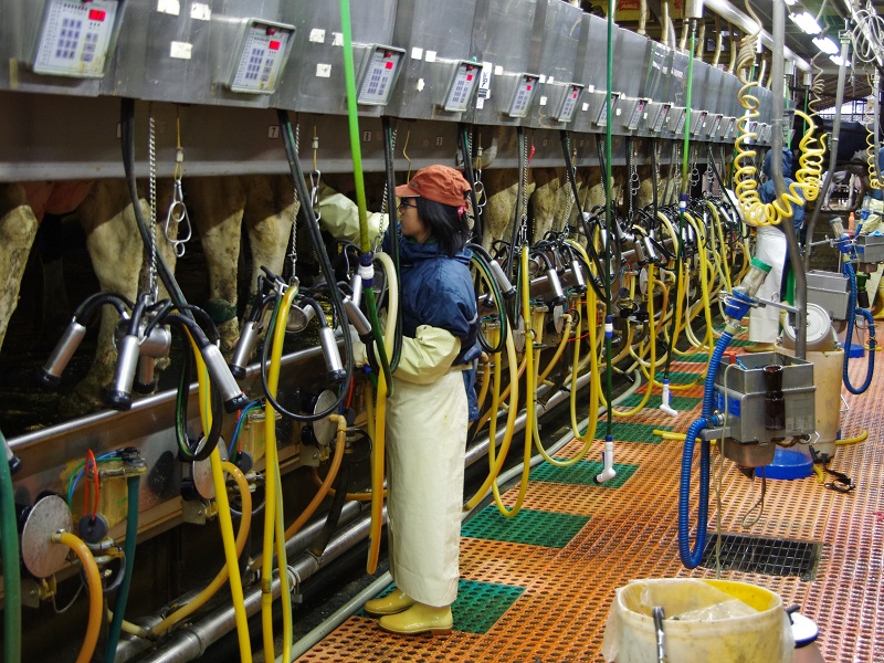 Đơn hàng chăn nuôi bò sữa tại Hokkaido, Nhật Bản