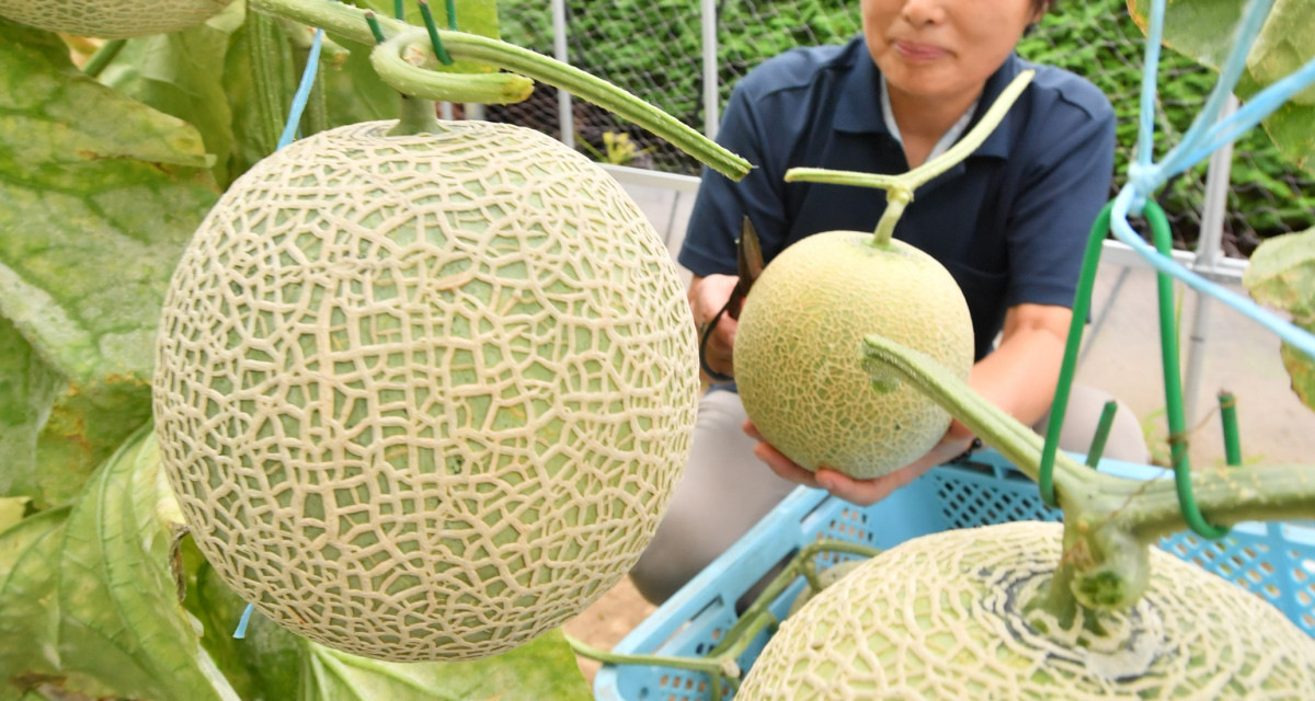 đơn hàng trồng dưa lưới nhà kính tại Kumamoto, Nhật Bản 