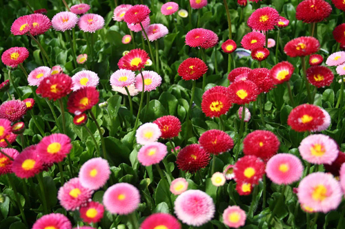 10 Nam ươm trồng hoa cúc tại Aichi tháng 06/2023