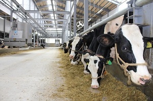 Chăn nuôi bò sữa - đơn hàng Xuất khẩu lao động Nhật Bản có nguồn thu nhập tốt nhất