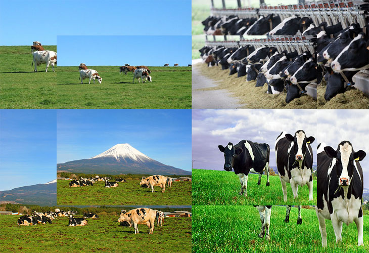 Đơn hàng nông nghiệp tại Nhật Bản làm những công việc gì?