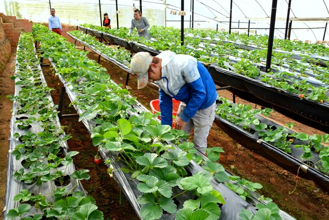 Điều kiện xuất khẩu lao động Nhật Bản diện kỹ sư nông nghiệp