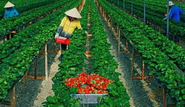6 lý do nên chọn XKLĐ Nhật bản ngành nông nghiệp