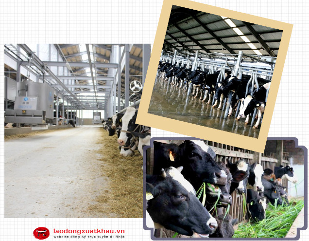 Chăn nuôi bò sữa - đơn hàng Xuất khẩu lao động Nhật Bản có nguồn thu nhập tốt nhất