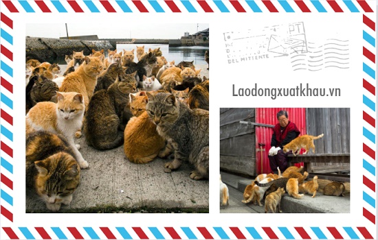 11 hòn đảo mèo Nhật Bản: địa điểm, cách thức di chuyển,...