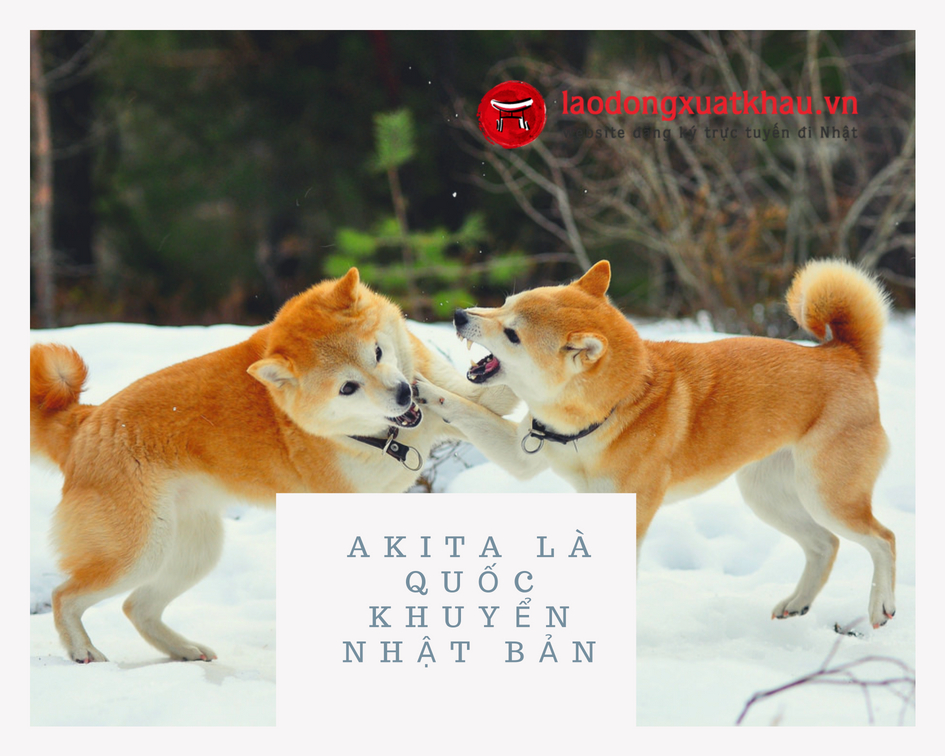 Câu chuyện về lòng trung thành của chú chó Akita