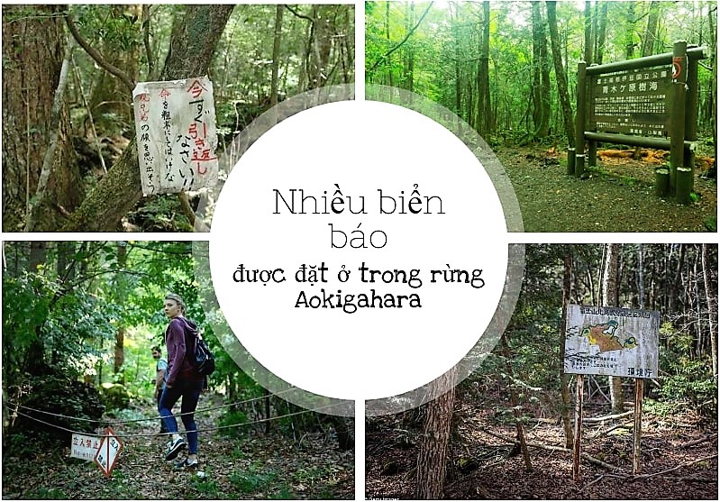 Trải nghiệm thú vị tại Aokigahara - khu rừng tự sát ở Nhật Bản