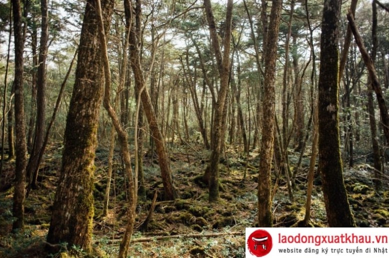 Trải nghiệm thú vị tại Aokigahara - khu rừng tự sát ở Nhật Bản