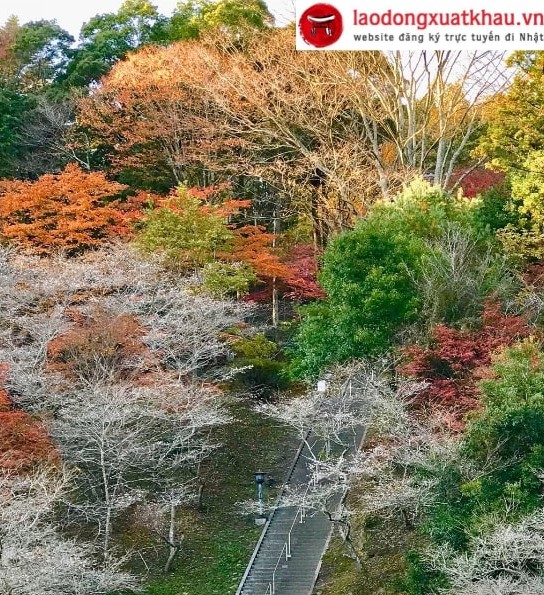 Mùa thu Nhật Bản đến Aichi ngắm hoa anh đào