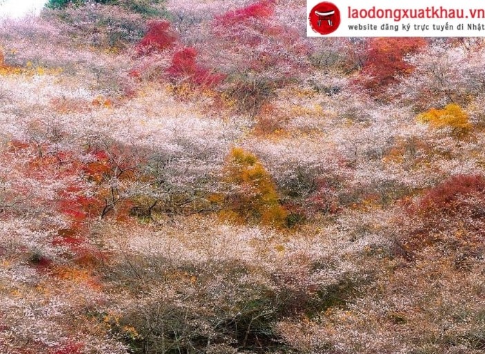 Mùa thu Nhật Bản đến Aichi ngắm hoa anh đào