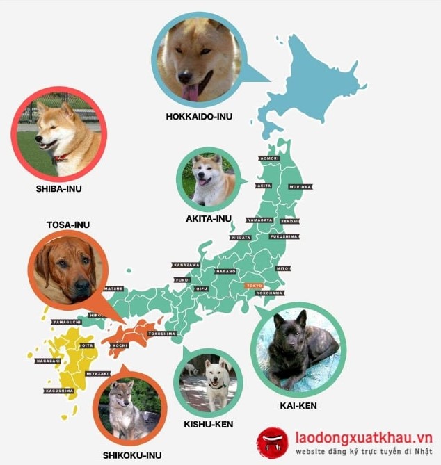 Top 8 loài chó Nhật vừa đẹp lại thông minh nhất QUẢ ĐẤT