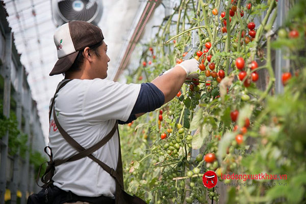 Thông báo đơn hàng trồng cà chua LƯƠNG CAO tại Ishikawa THÁNG 06/2022
