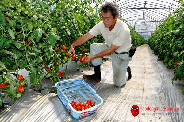 Thông báo đơn hàng trồng cà chua LƯƠNG CAO tại Ishikawa THÁNG 01/2022