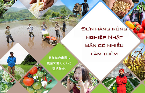 Thông báo đơn hàng trồng cà chua LƯƠNG CAO tại Ishikawa THÁNG 02/2023
