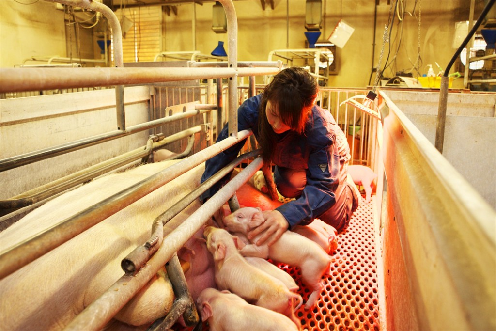 đơn hàng chăn nuôi lợn tại Miyagi