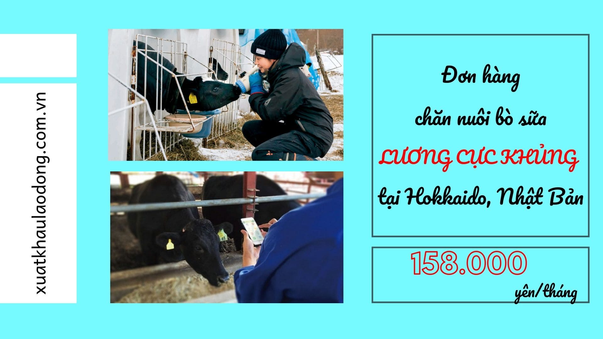Đơn hàng chăn nuôi bò sữa tại Hokkaido, Nhật Bản