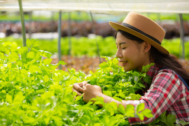 Đơn hàng kỹ sư nông nghiệp nhà kính Hokkaido lương cao 