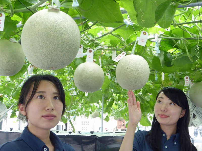 đơn hàng trồng dưa lưới nhà kính tại Kumamoto, Nhật Bản 